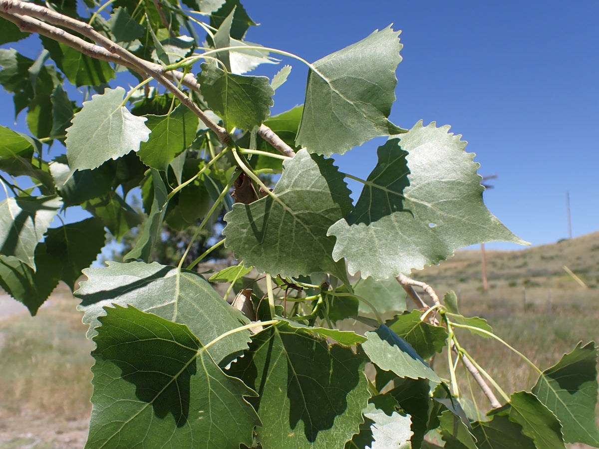 Triangular, toothed leaves of plains cottonwood against a blue sky