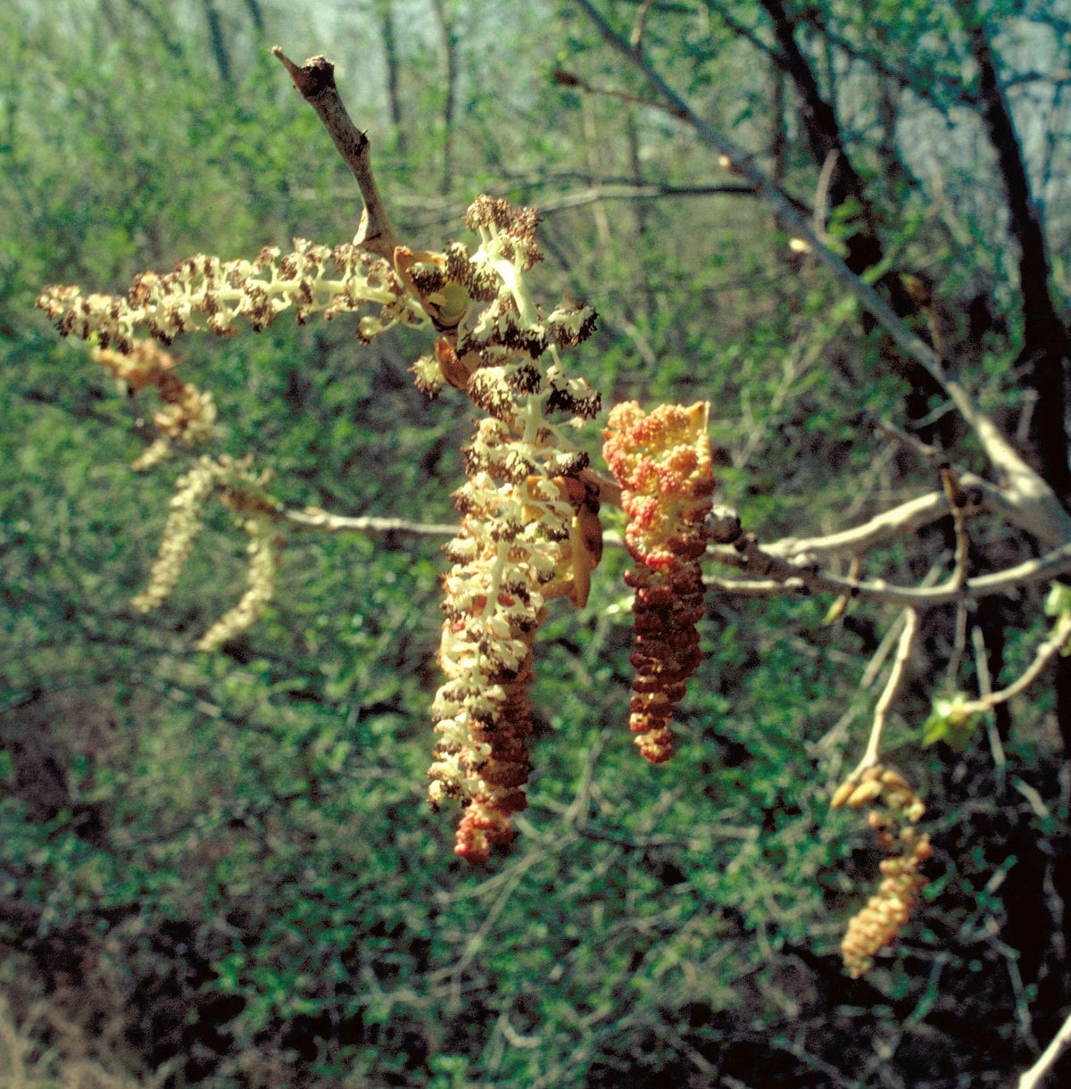 Reddish male catkins of plains cottonwood in early spring