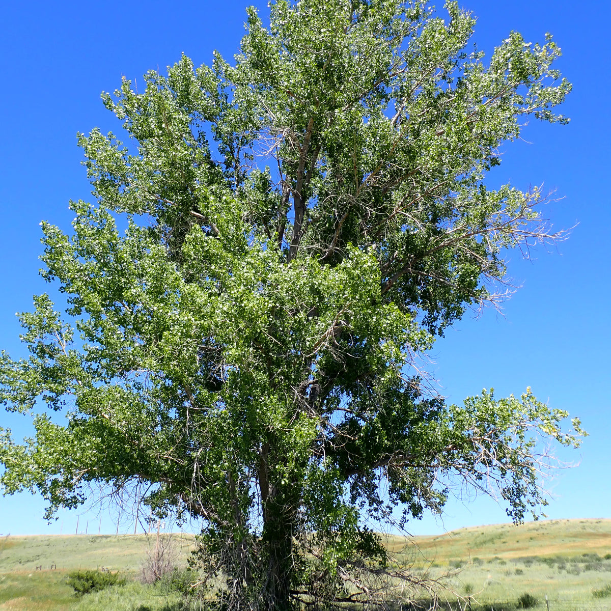 Cottonwood (Bundle of 2) | Spring 2027