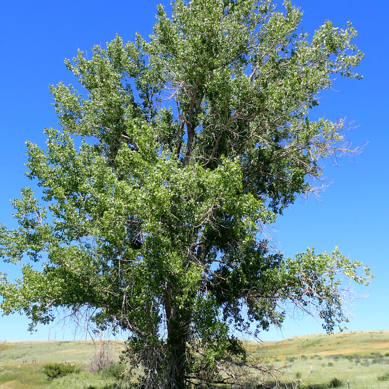 Cottonwood Tree