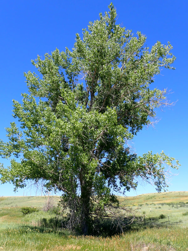 Cottonwood (Bundle of 2) | Spring 2027
