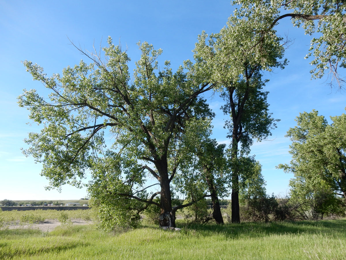 Large spreading plains cottonwoods along a prairie bottomland