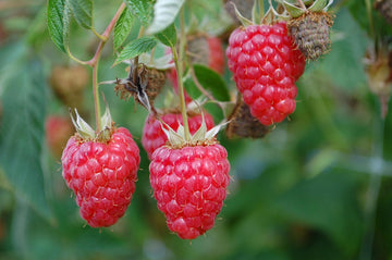 Polana raspberries ripening on the cane