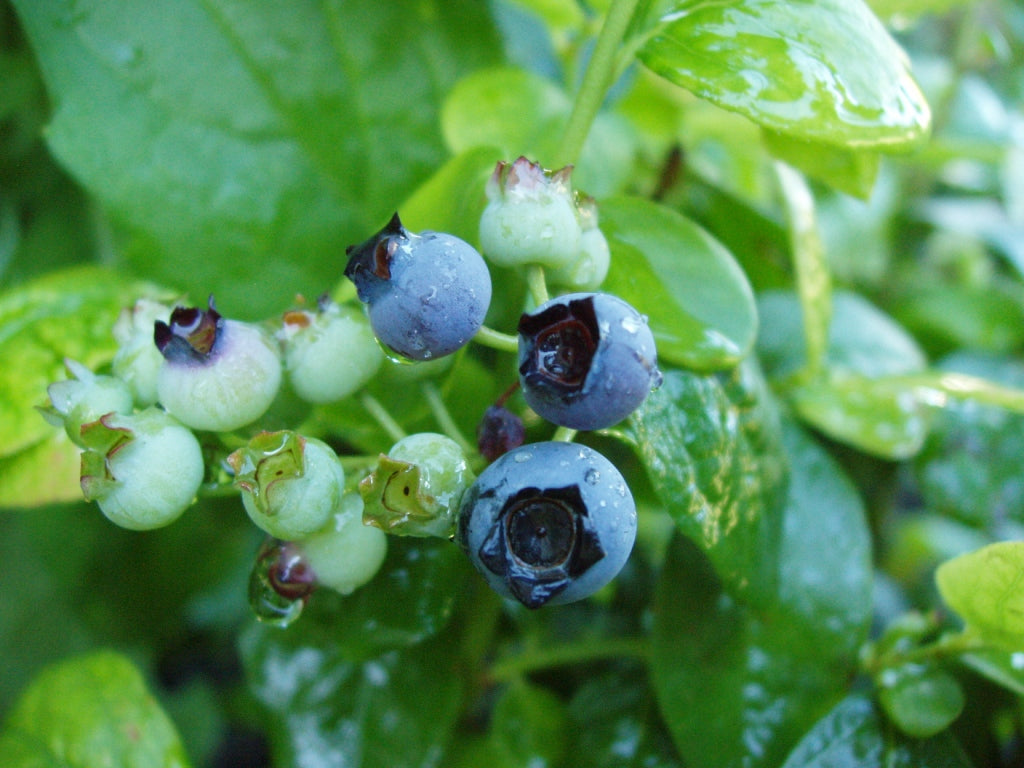 Polaris half-high blueberries ripening on the bush, one of the pollenizers in this bundle