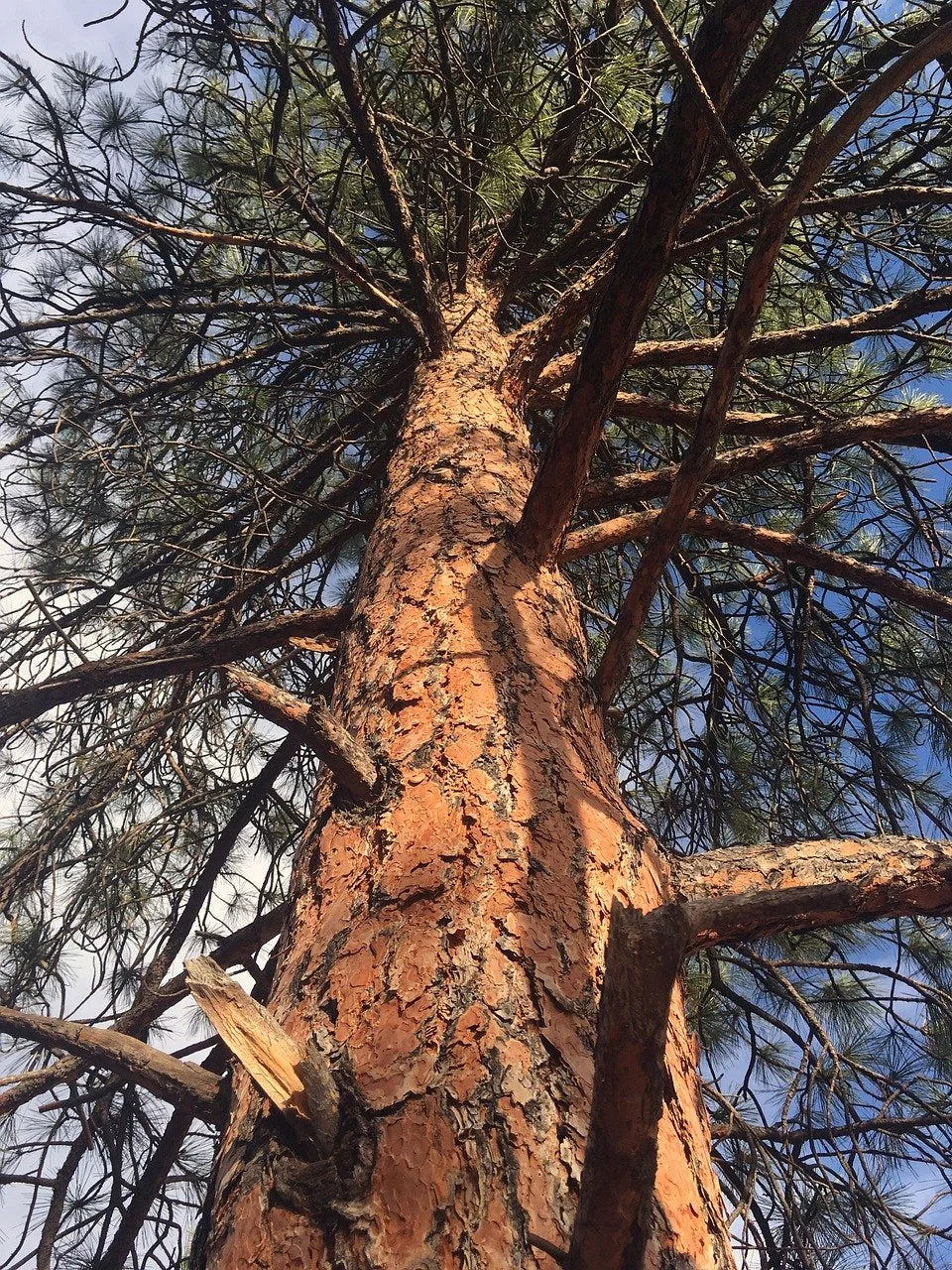 The plated orange bark of a mature ponderosa pine