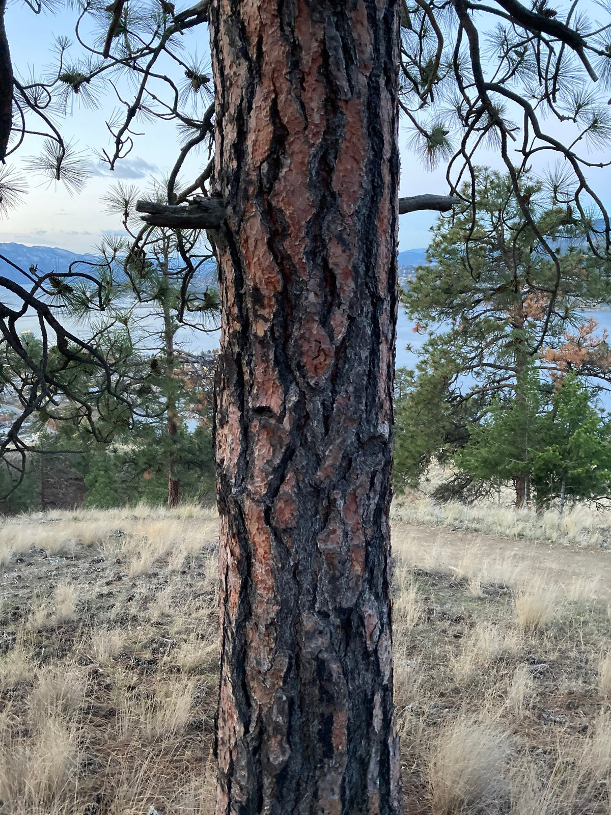 The plated cinnamon bark on the trunk of a mature ponderosa pine