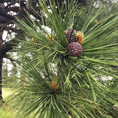 Pine Tree