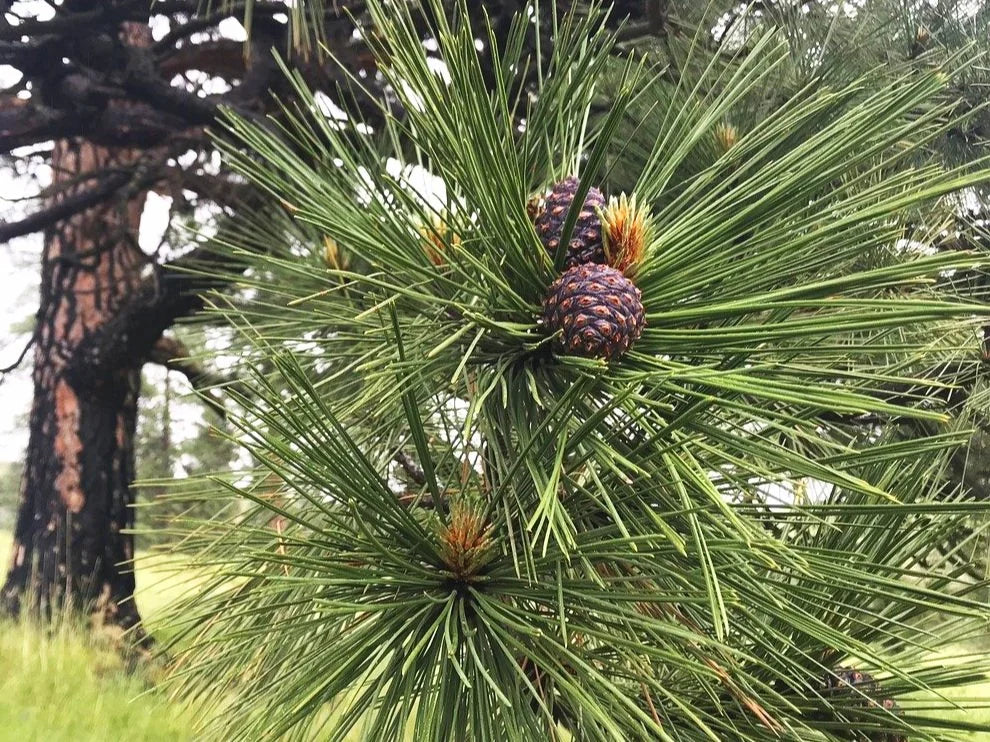A ponderosa pine cone among long needles