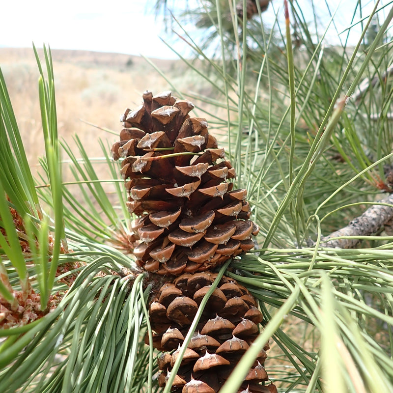 Pine Tree