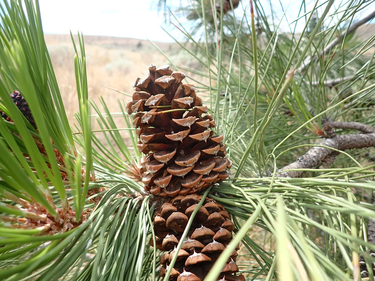 A ponderosa pine cone among long bright green needles
