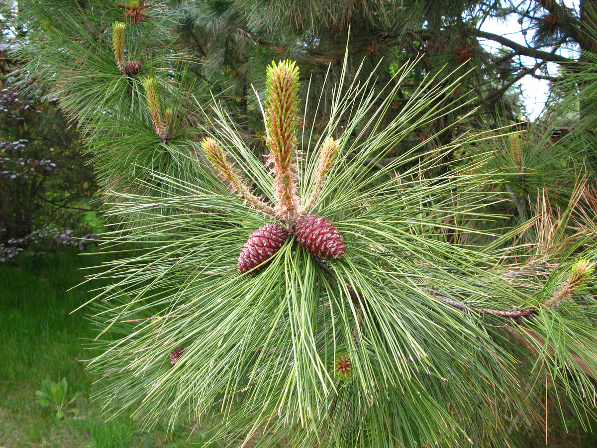 New shoots and young cones at the branch tip of a ponderosa pine