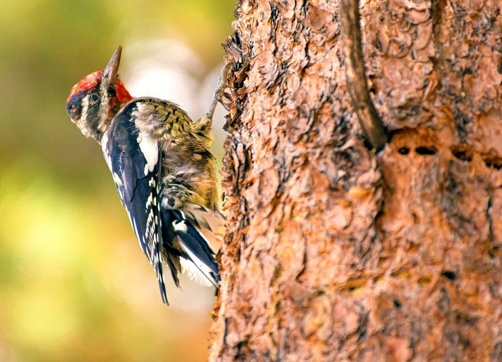 A sapsucker working the bark of a ponderosa pine