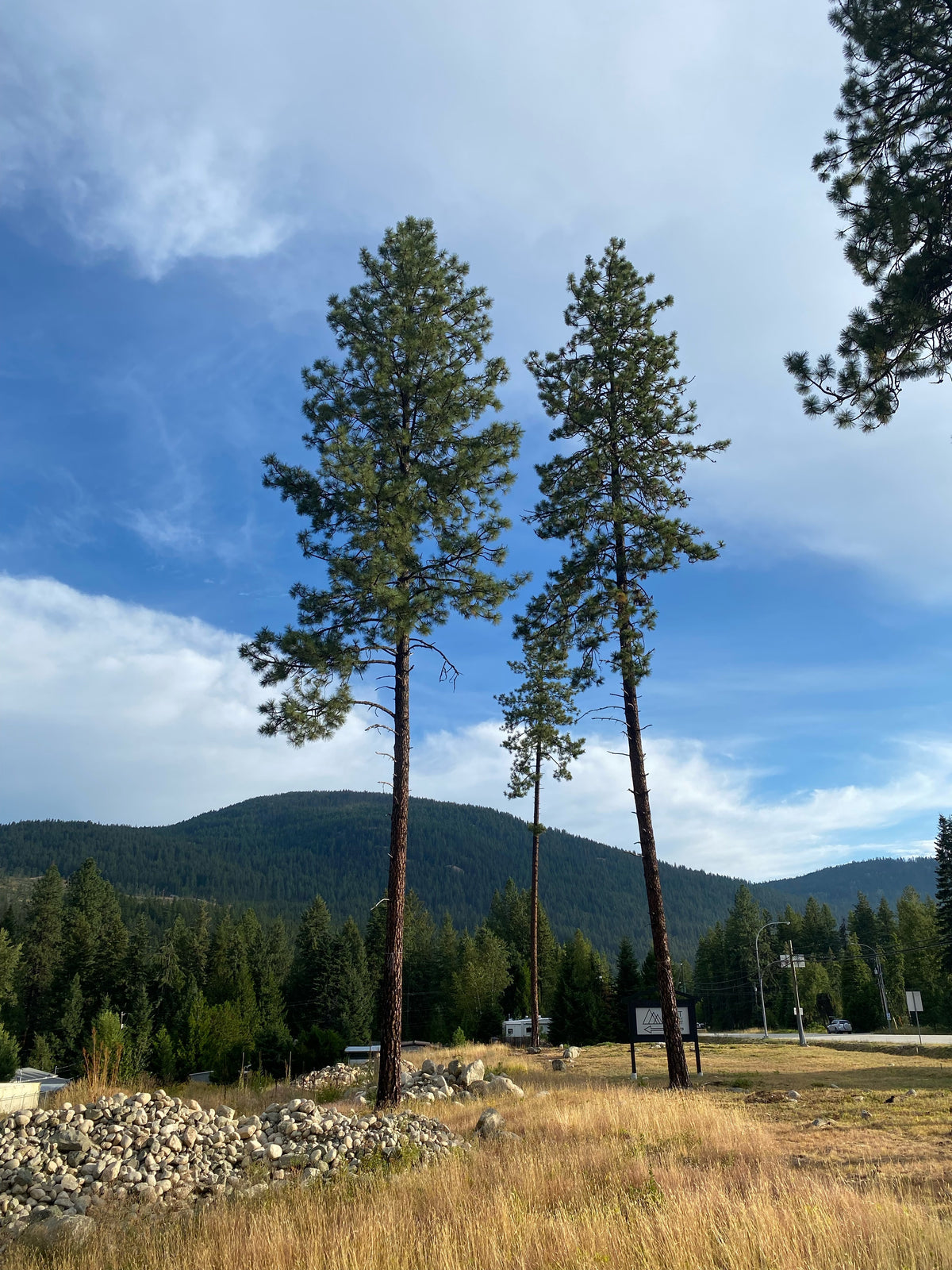 Tall old ponderosa pines in a mountain meadow