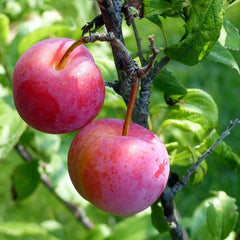 Prairie Red Plum (Bundle of 2)