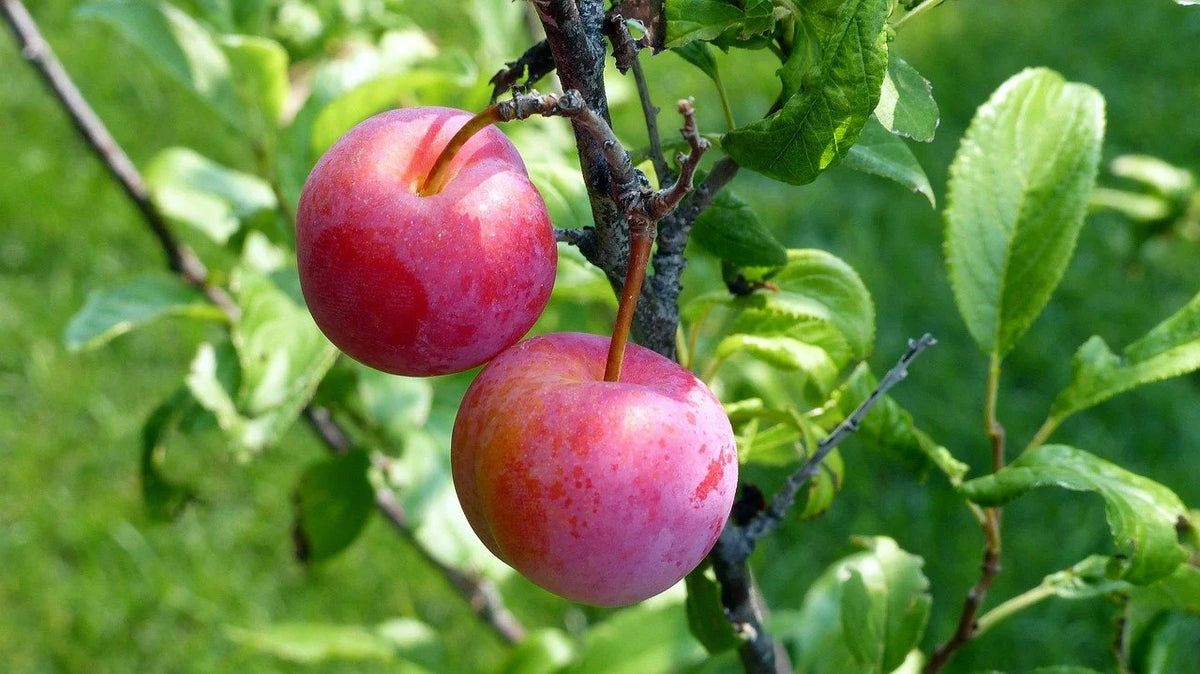 Prairie Red plums ripening on the branch