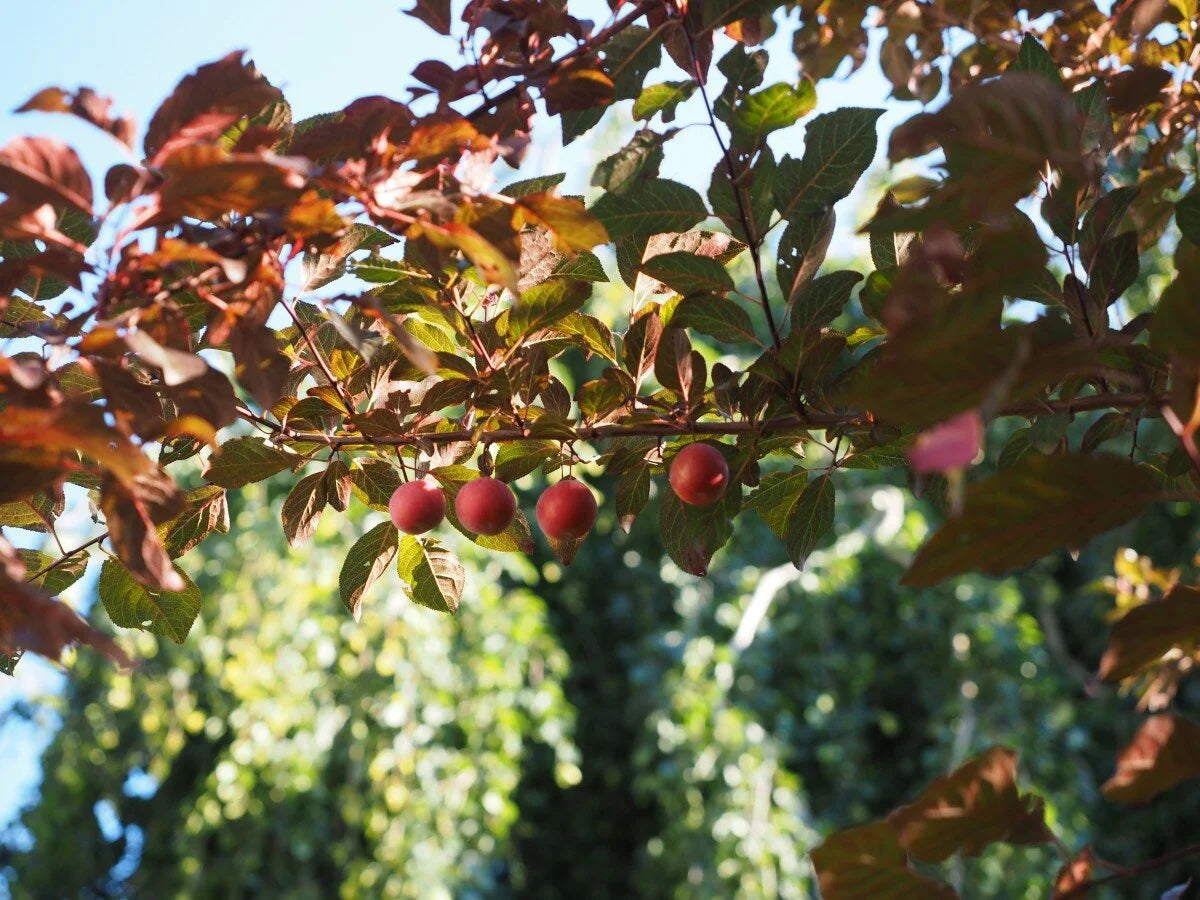 A Prairie Red plum in flower with red-tinged foliage