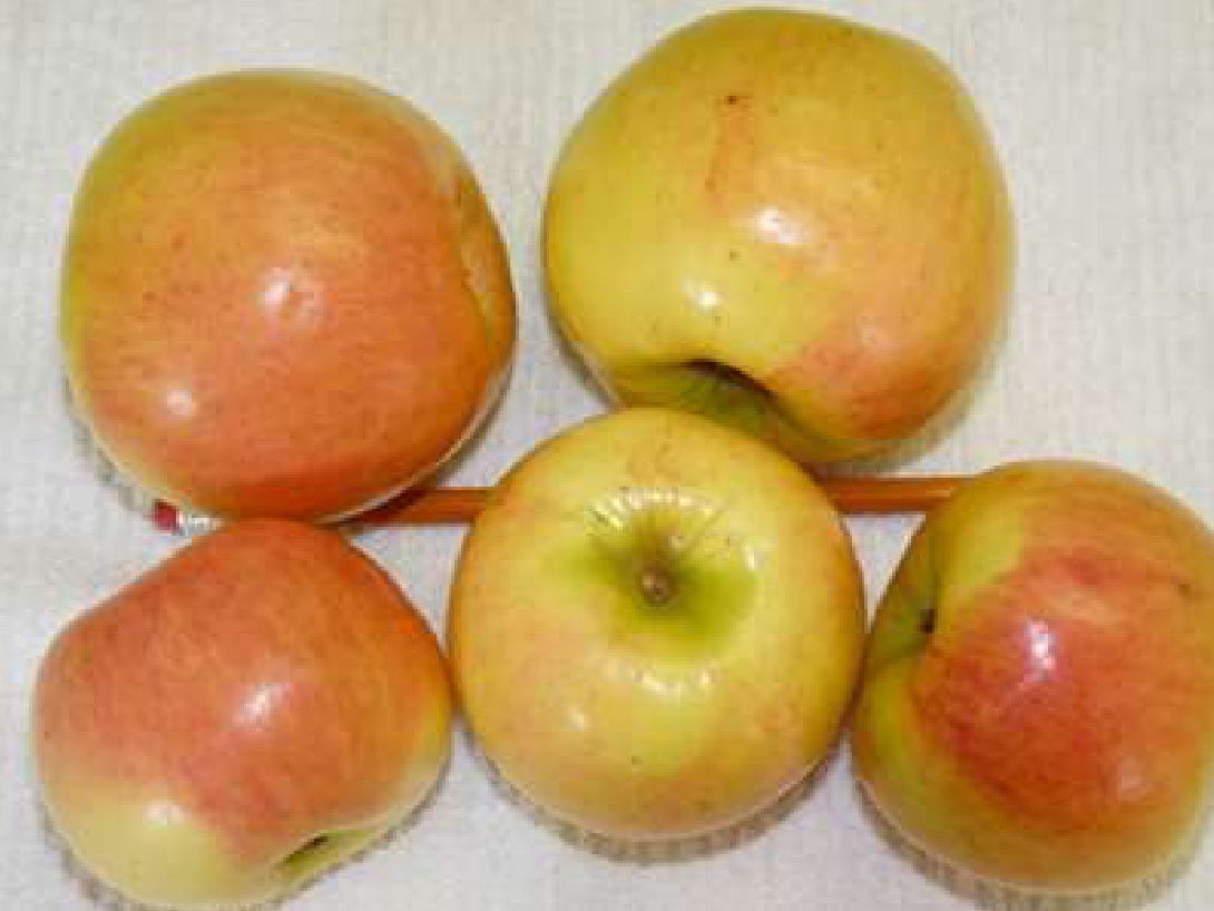 Freshly picked Prairie Sensation apples
