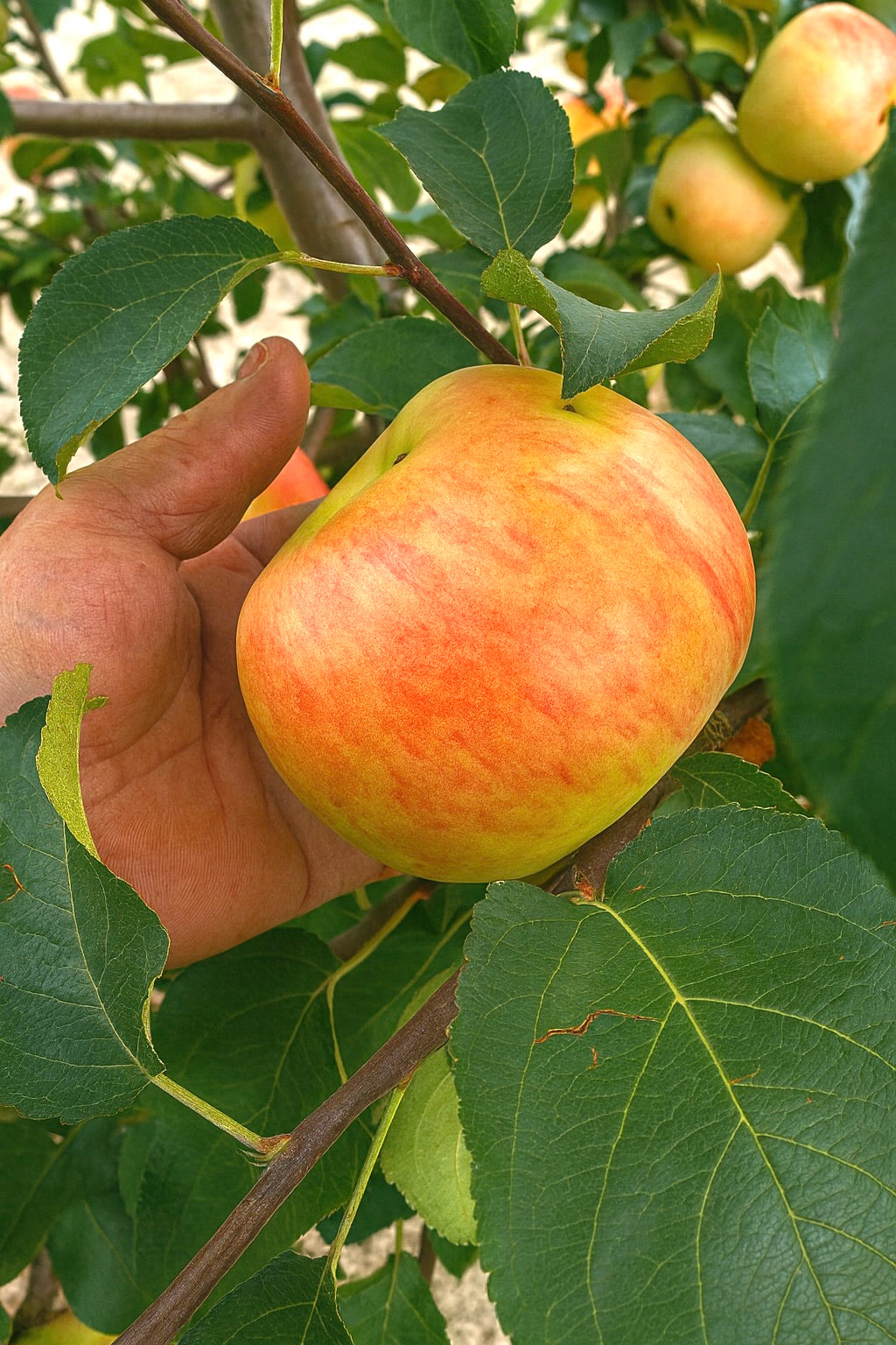 A Prairie Sensation apple ripening on the branch