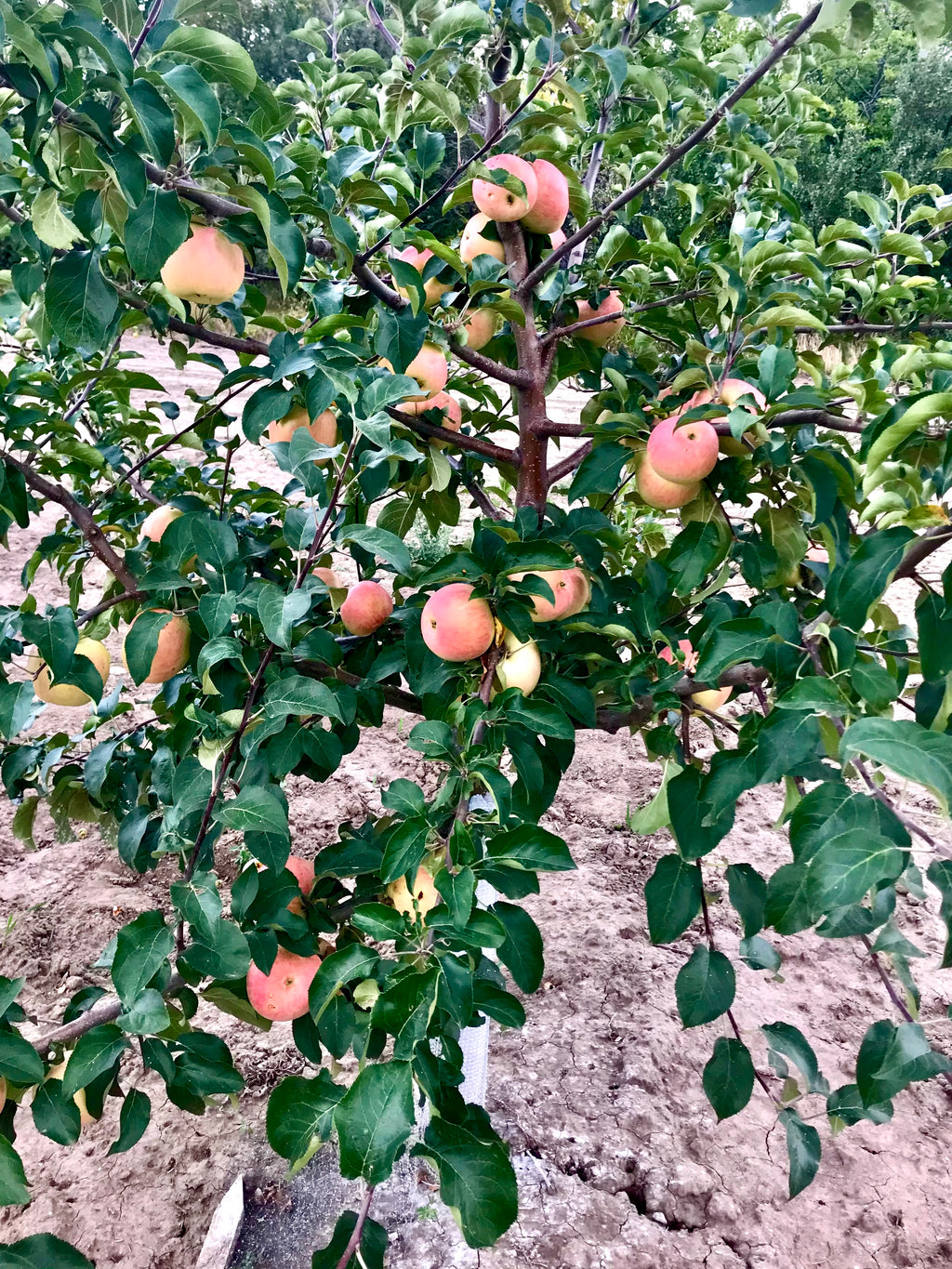 A Prairie Sensation apple tree loaded with fruit