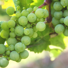 Prairie Star Grape (Bundle of 2)