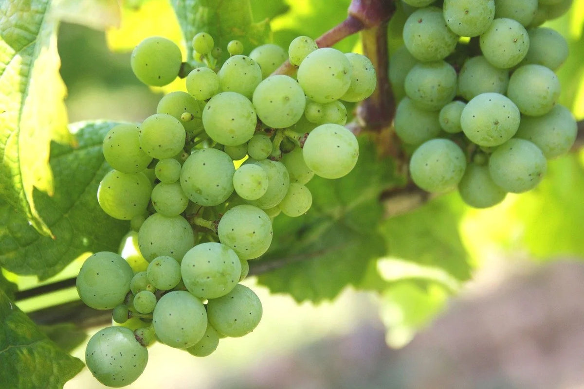 Prairie Star grape clusters ripening on the vine