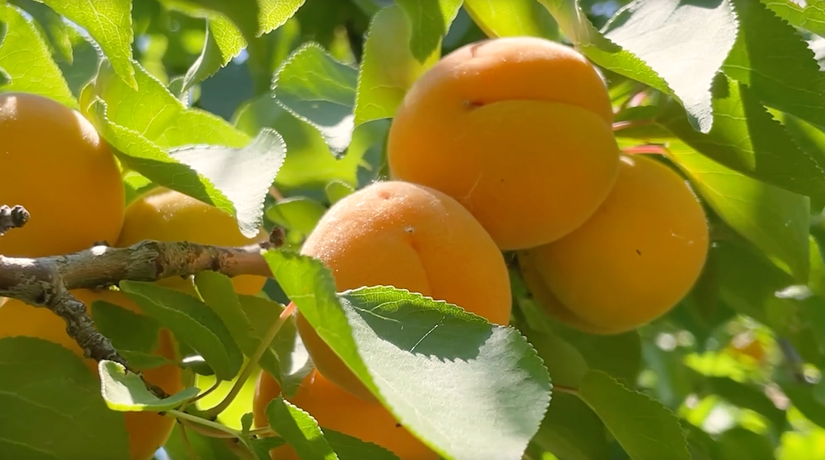 Precious apricots ripening on the branch