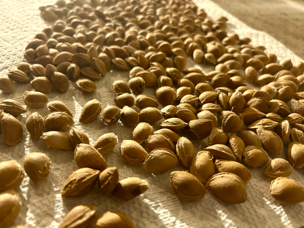 Precious apricot seeds ready for stratification