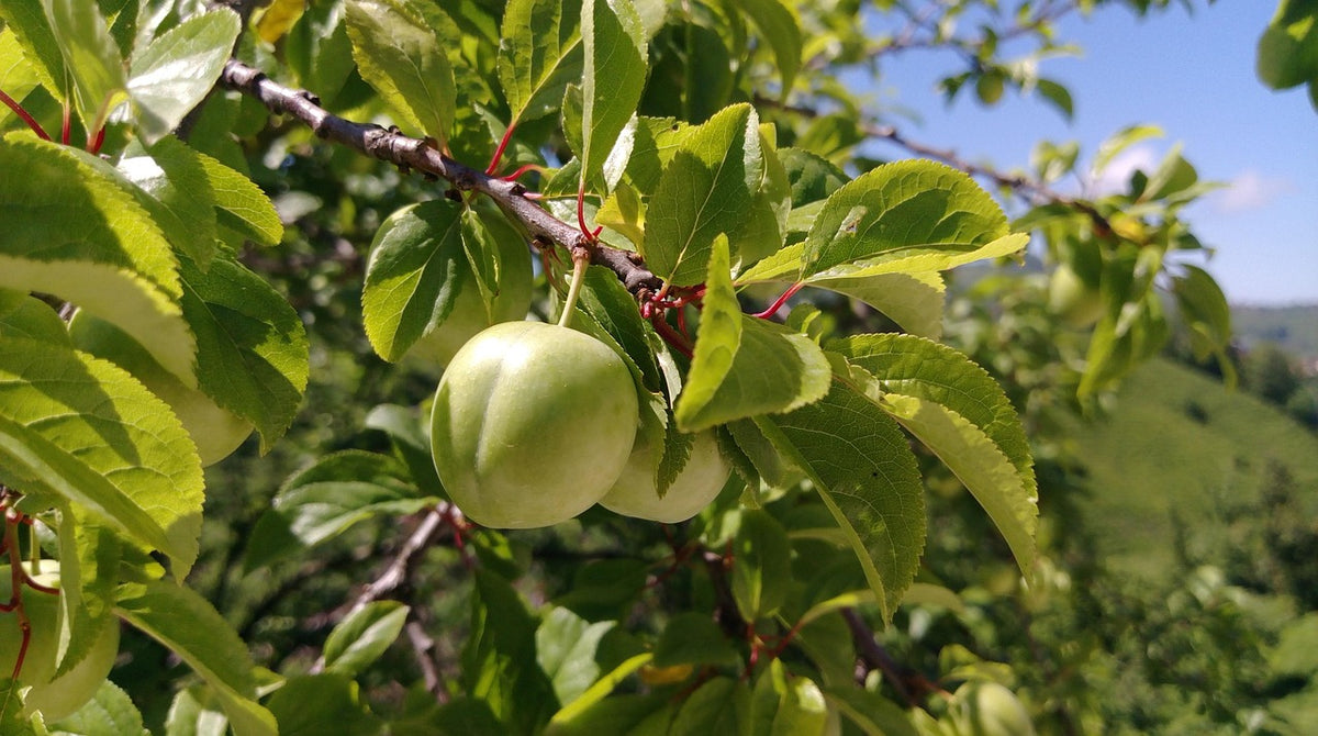 A Ptitsin #5 plum ripening on the branch