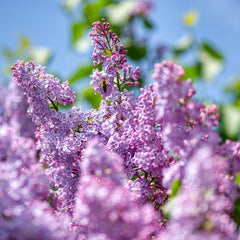 Lilac Shrub