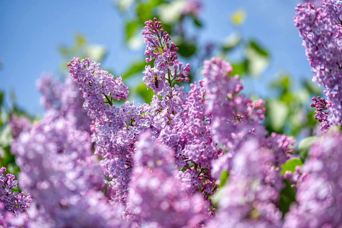 Purple lilac in full bloom