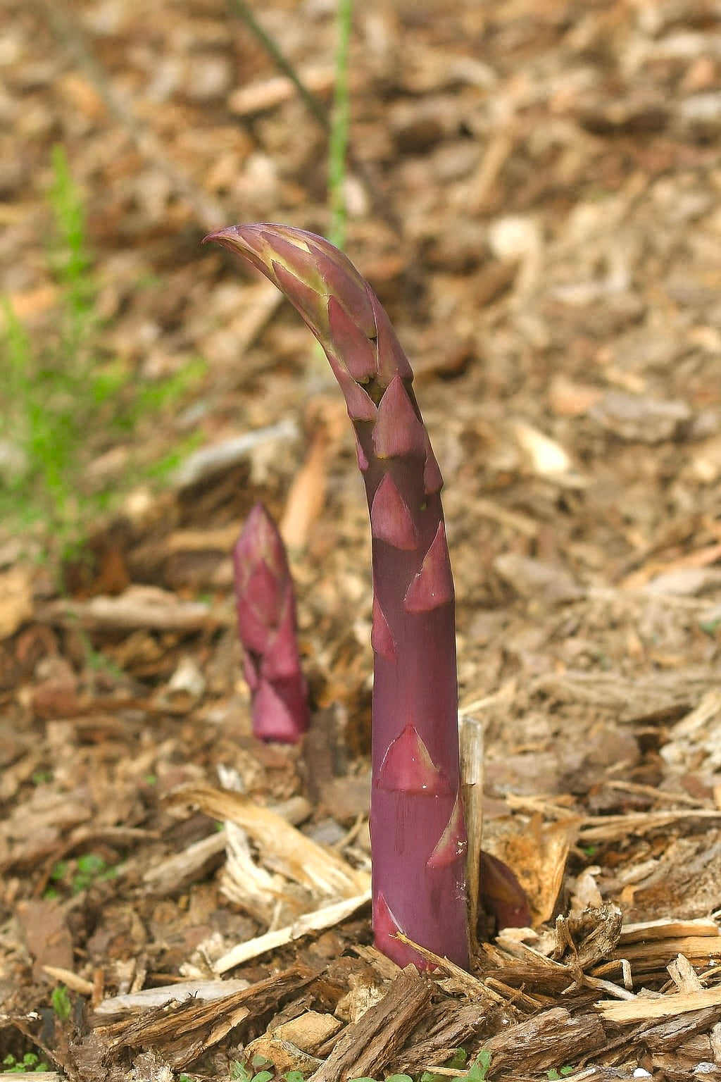 A Purple Passion asparagus spear in a mulched bed