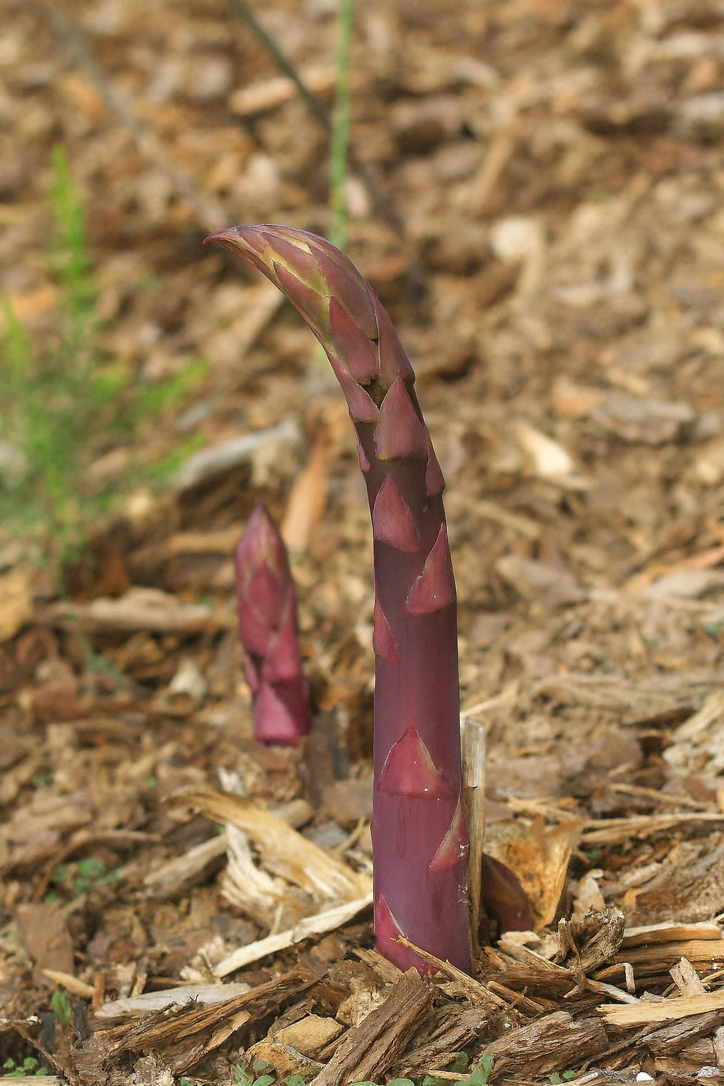 A Purple Passion asparagus spear emerging from mulch
