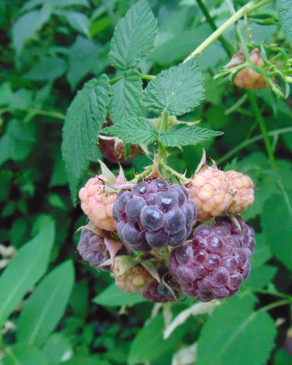 Representative photo of ripe purple raspberries on the cane (the cultivar 'Wyoming'), not Royalty itself