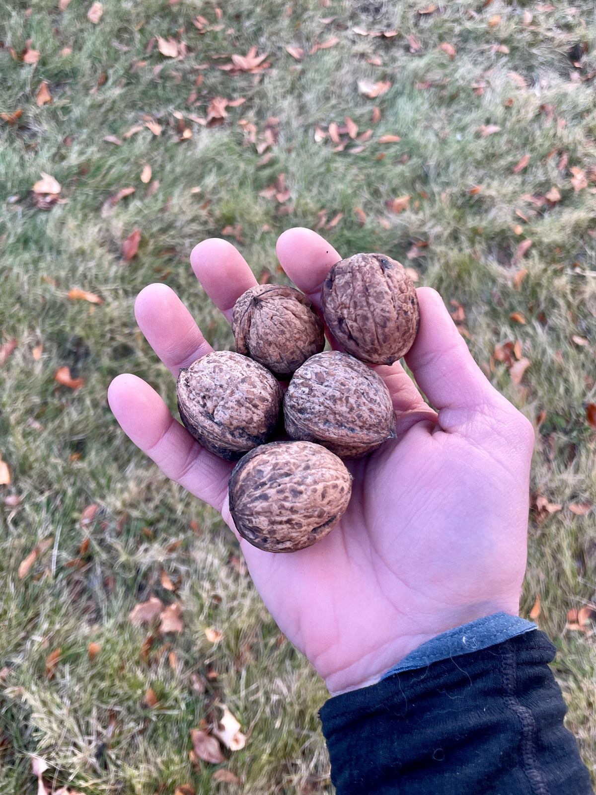 Purvis English walnut seedling nuts held in the palm