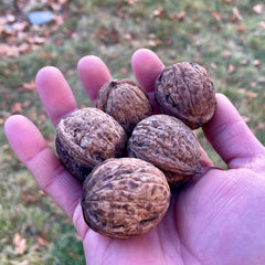 Purvis English Walnut Seedling (Bundle of 2)