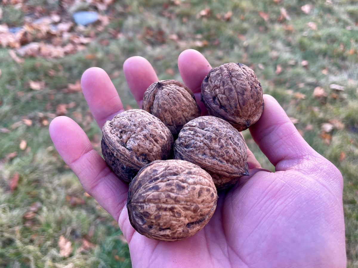 A handful of Purvis English walnut seedling nuts