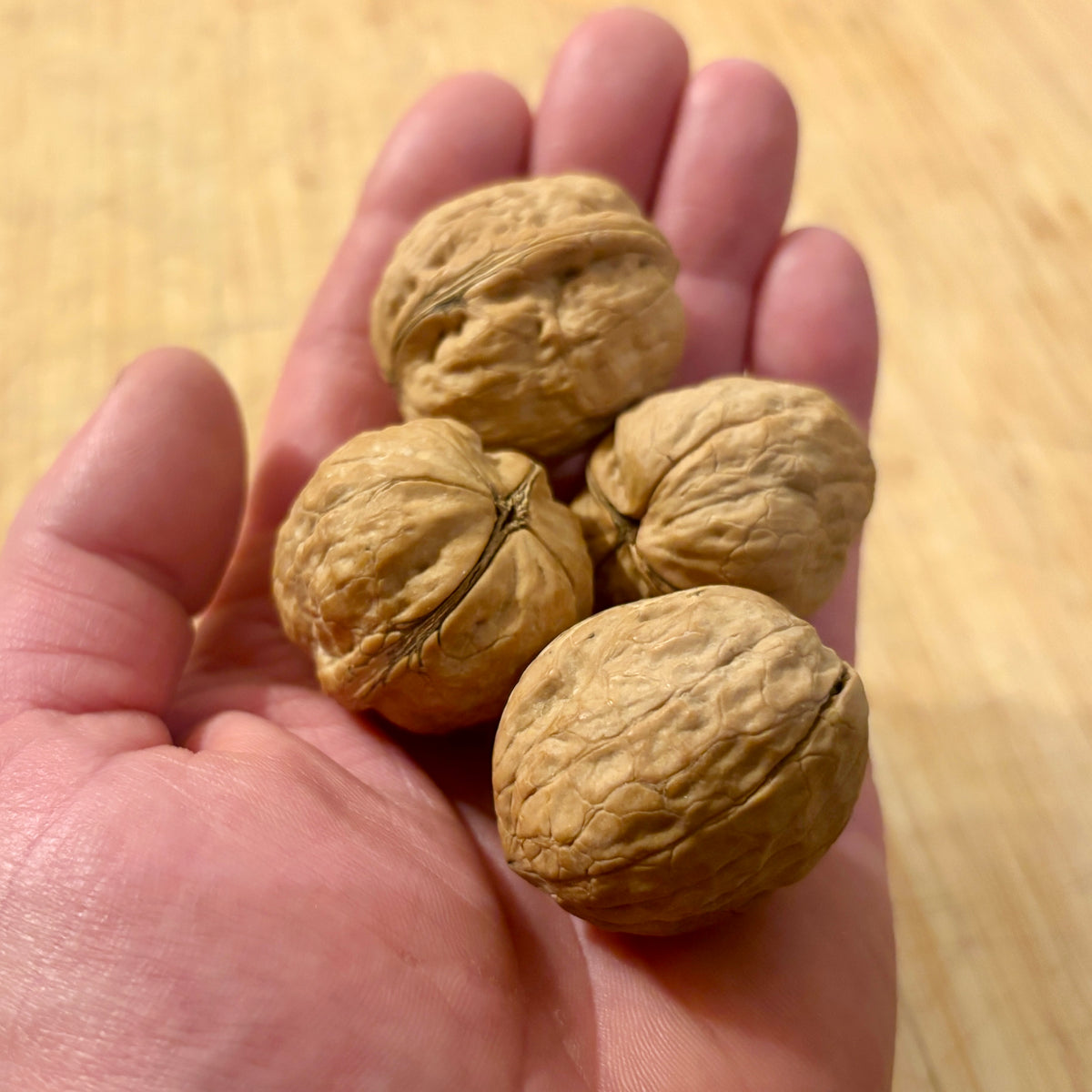 Purvis Hardy English Walnut (Bundle of 2)