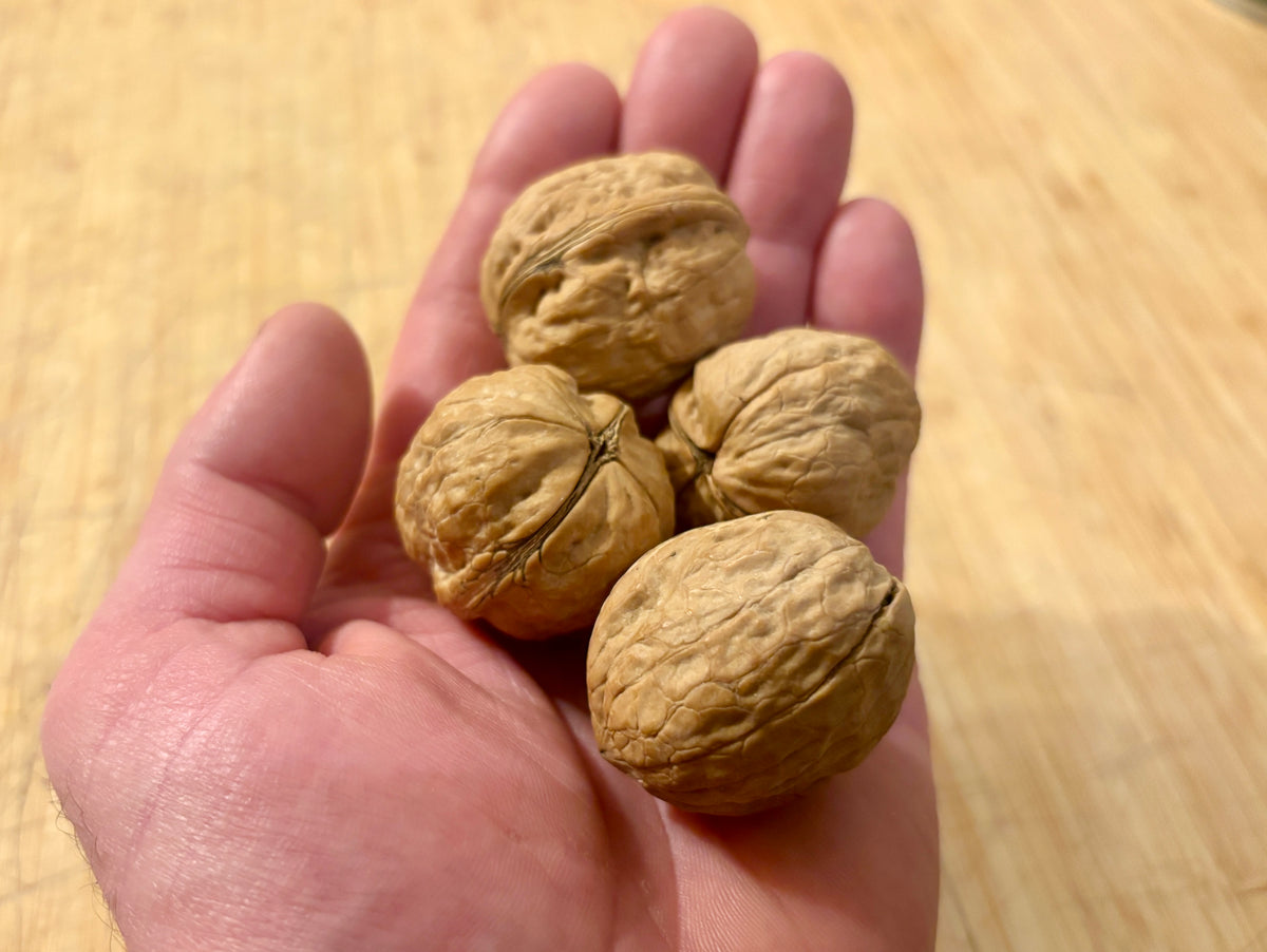 A handful of Purvis Hardy English walnuts