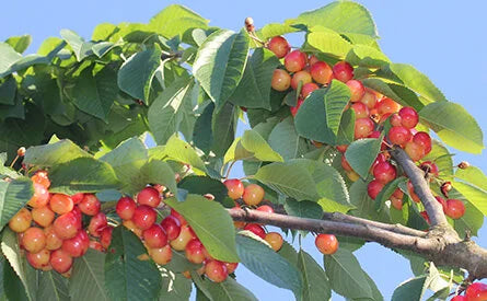 Rainier sweet cherries ripening on the branch
