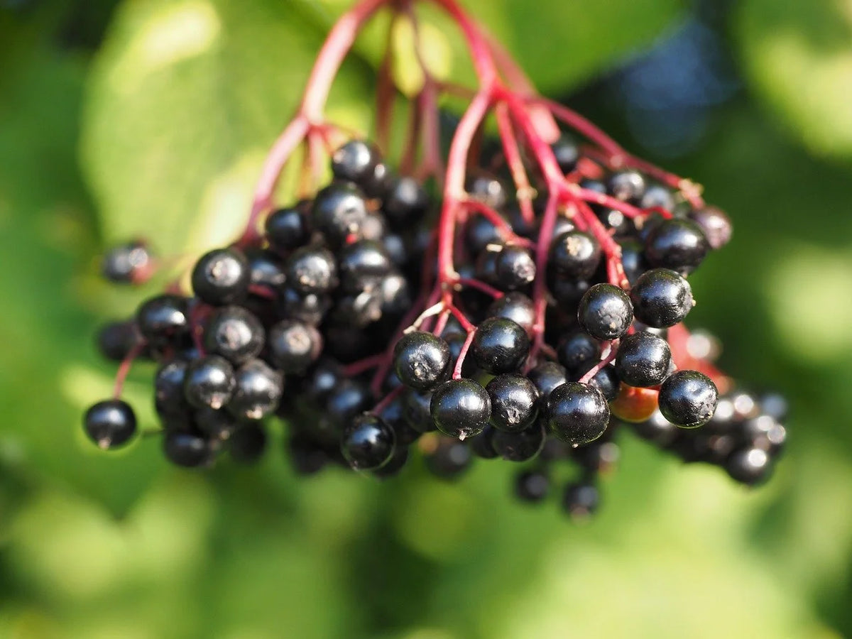 Heavy clusters of ripe Ranch elderberries on the shrub