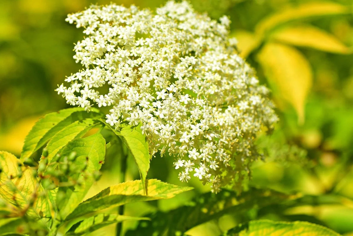 Ranch elderberry in bloom with a white flower umbel