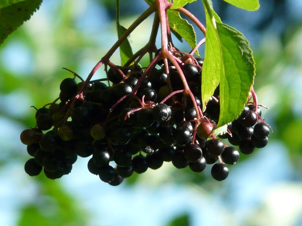Ripe Ranch elderberries hanging on red stems