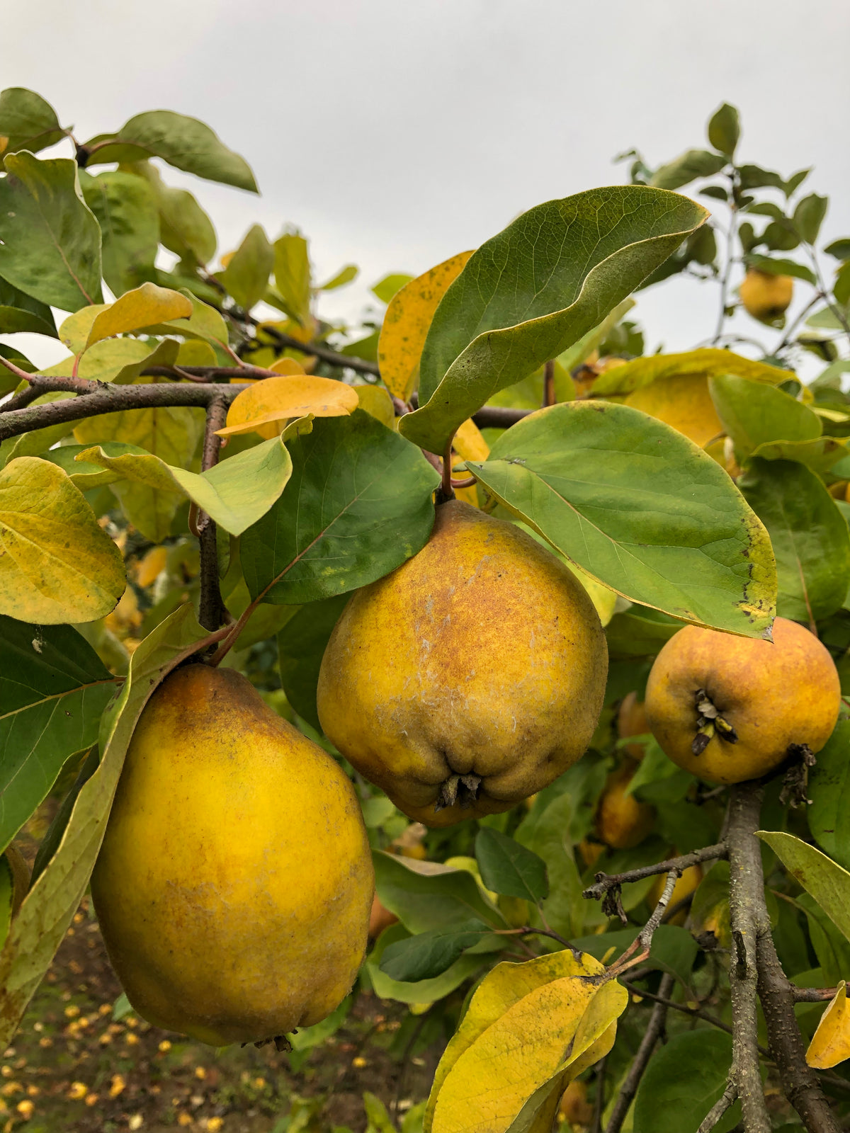 Representative photo of ripe quinces on the tree, not Ravalli itself