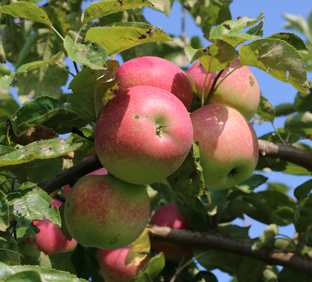 Representative photo of red apples on the tree, not Norson itself