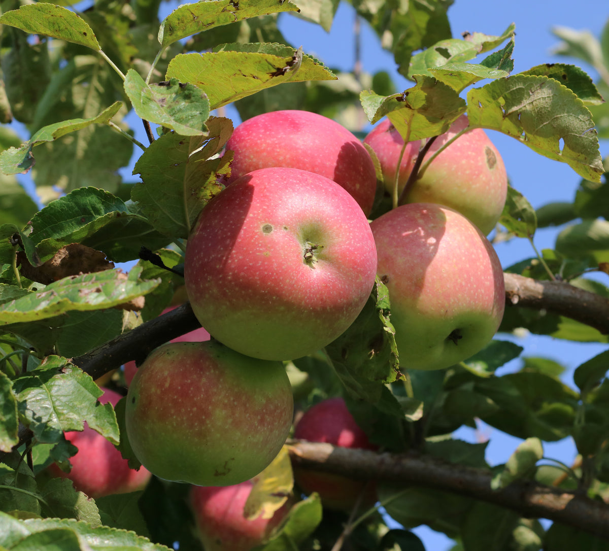 Representative photo of red apples on the tree, not Norson itself