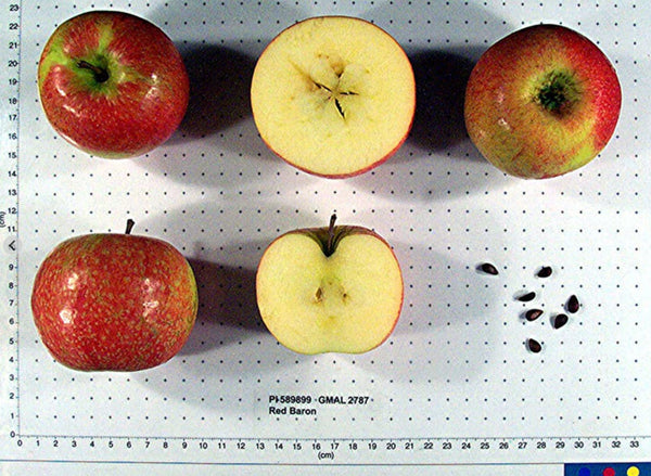 Red Baron Apple