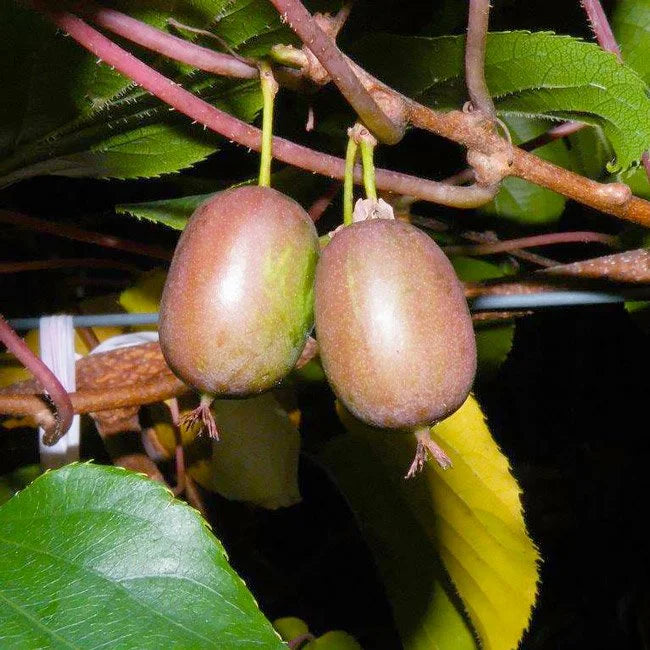 Red Beauty hardy kiwi fruit hanging on the vine