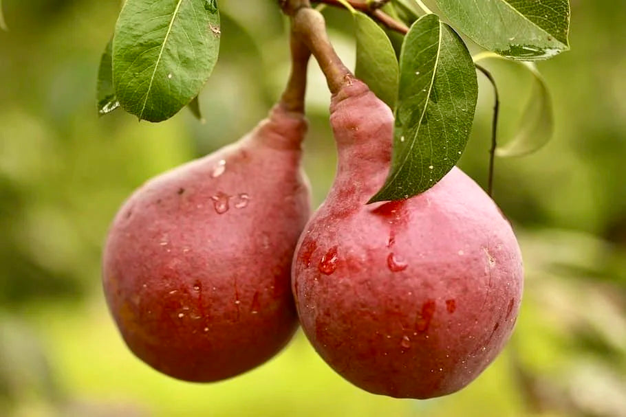 Red d'Anjou pears ripening on the branch