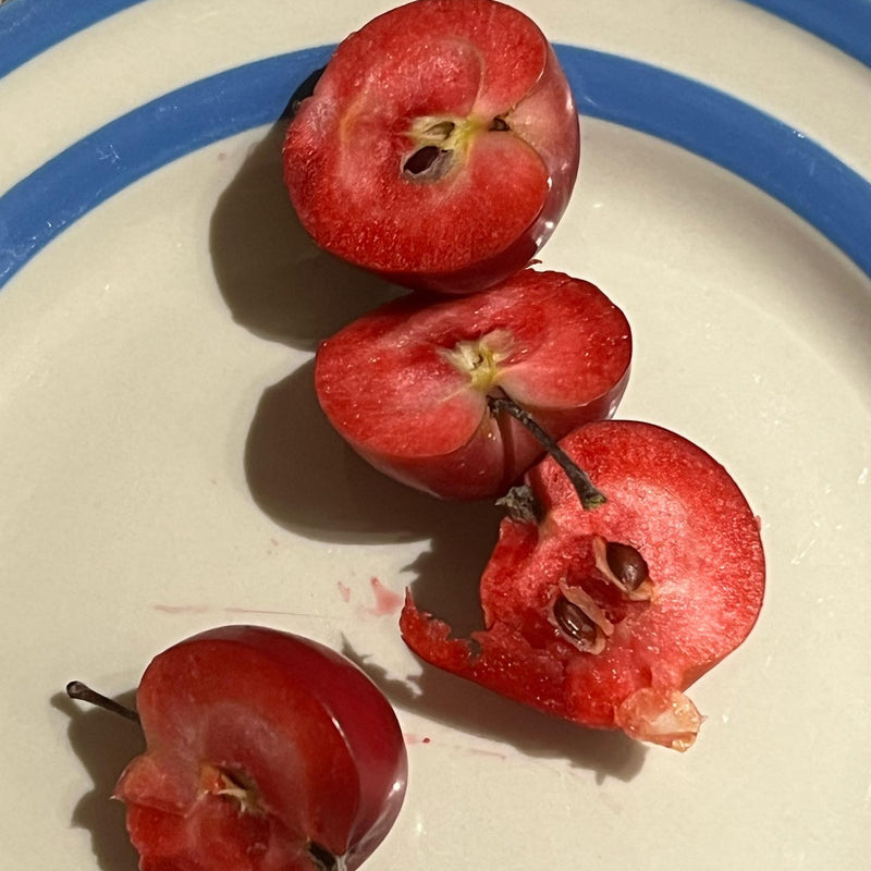 Otterson Crabapple (Spring 2027)