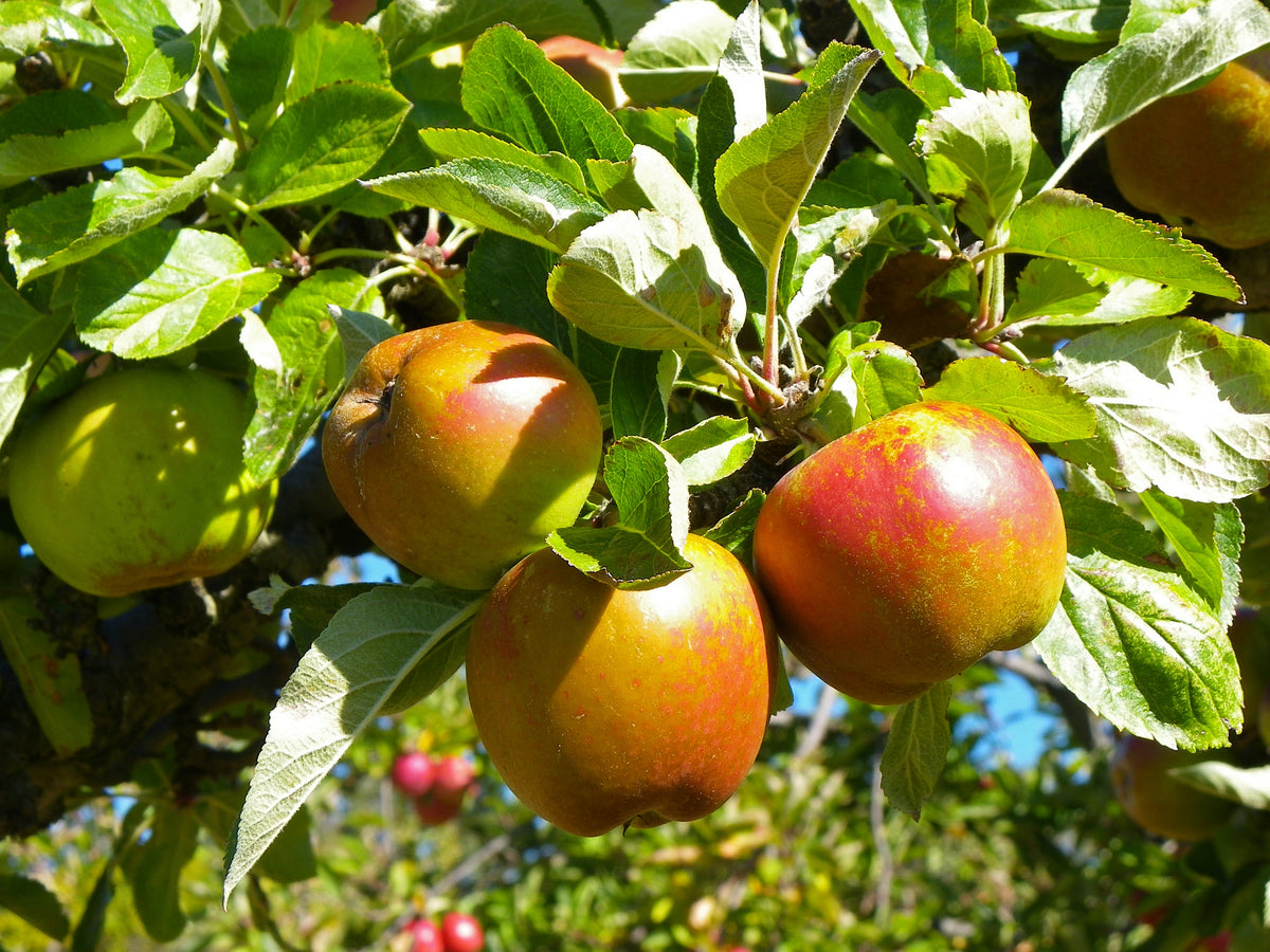 Representative photo of red-streaked yellow-green apples on the tree, not Ellis Bitter itself